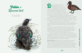 Bird of the Year - Forest and Bird